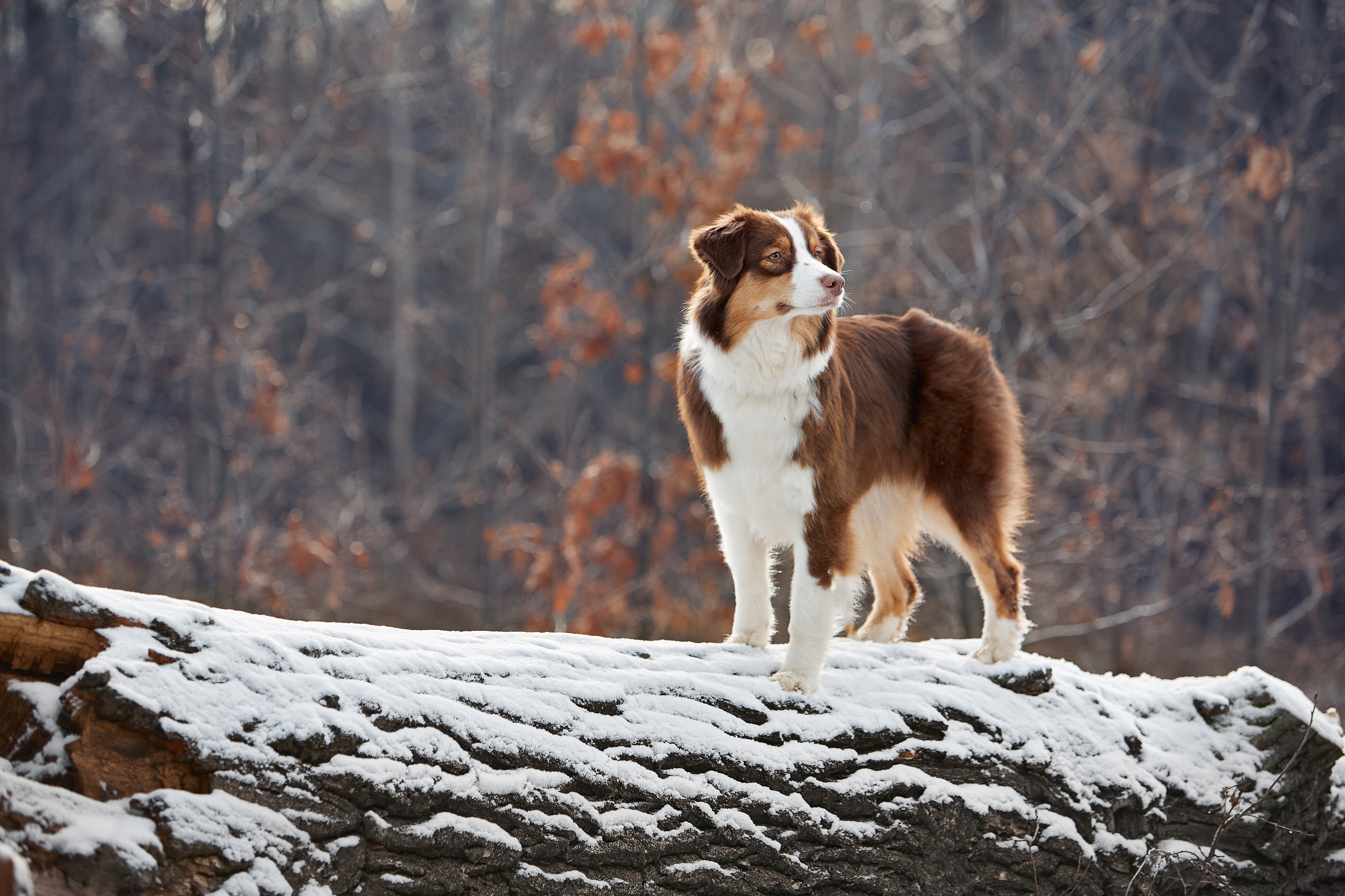 Importance's of Adopting from Shelters