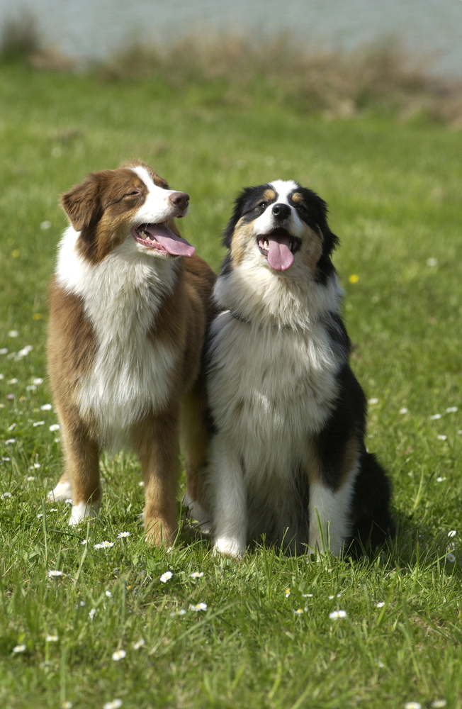 Importance of Regular Baths for your Dogs