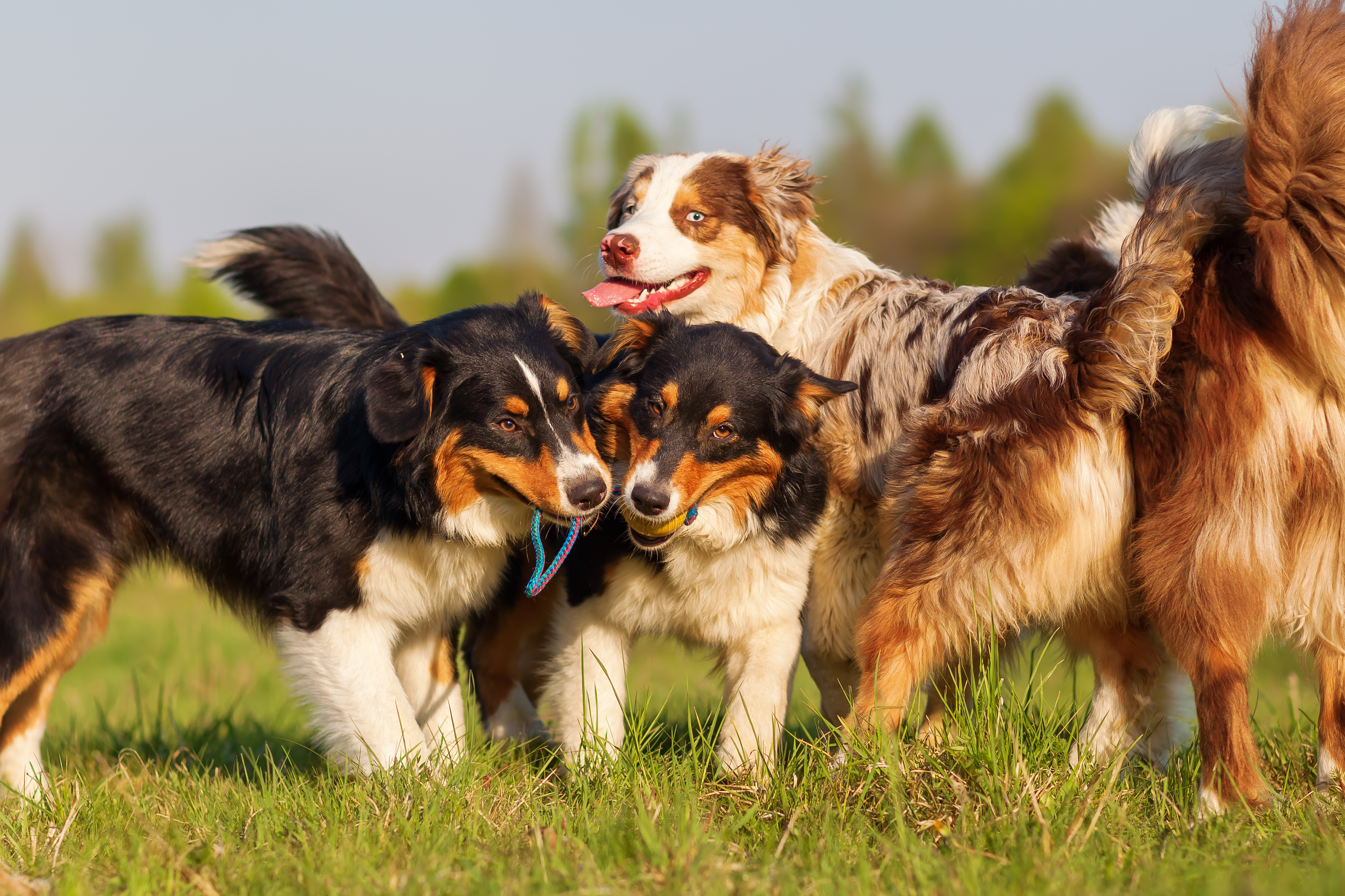 How to Prevent Heat Stroke in your Dogs