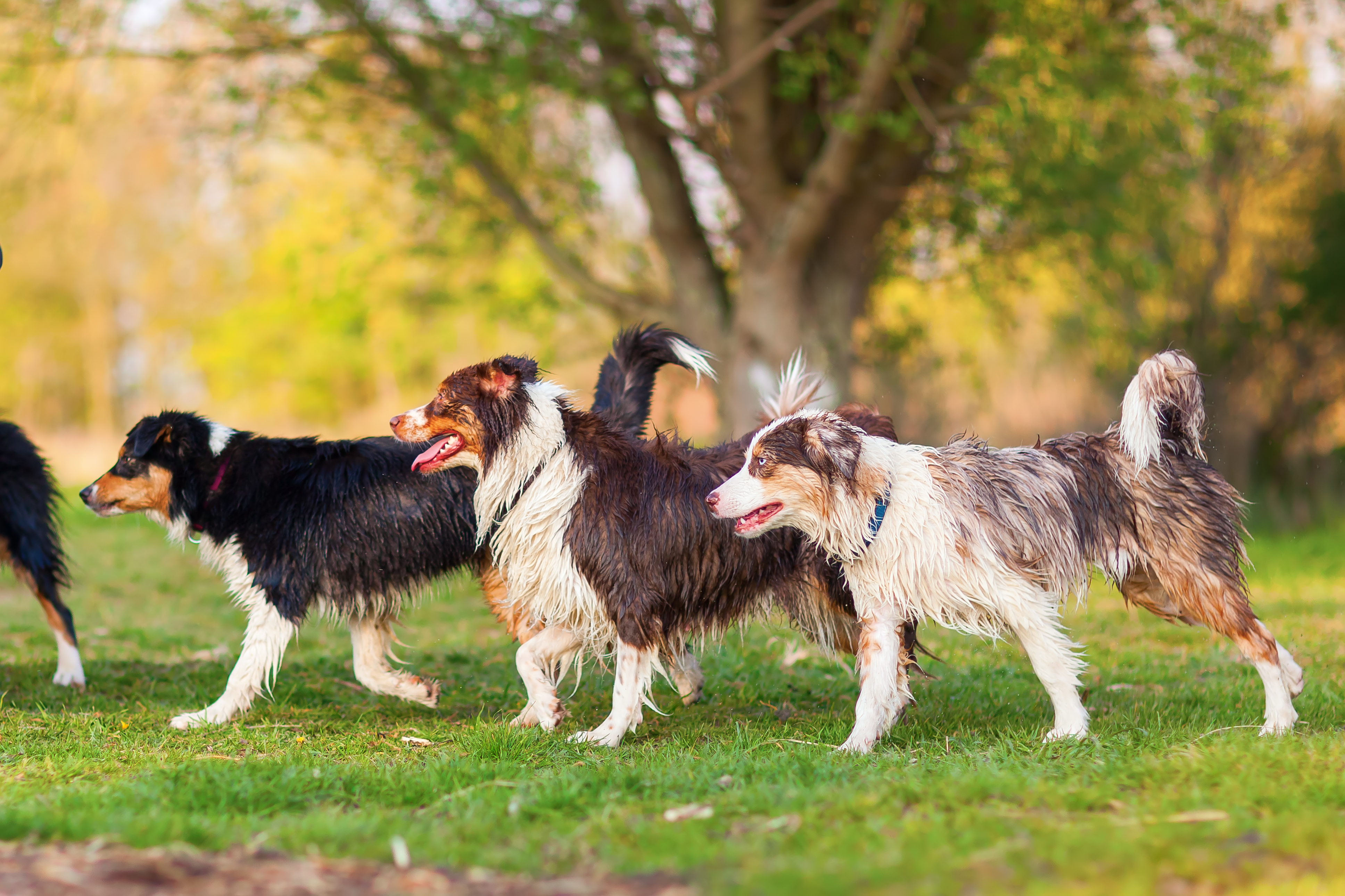 Hot Weather & Your Dogs!!
