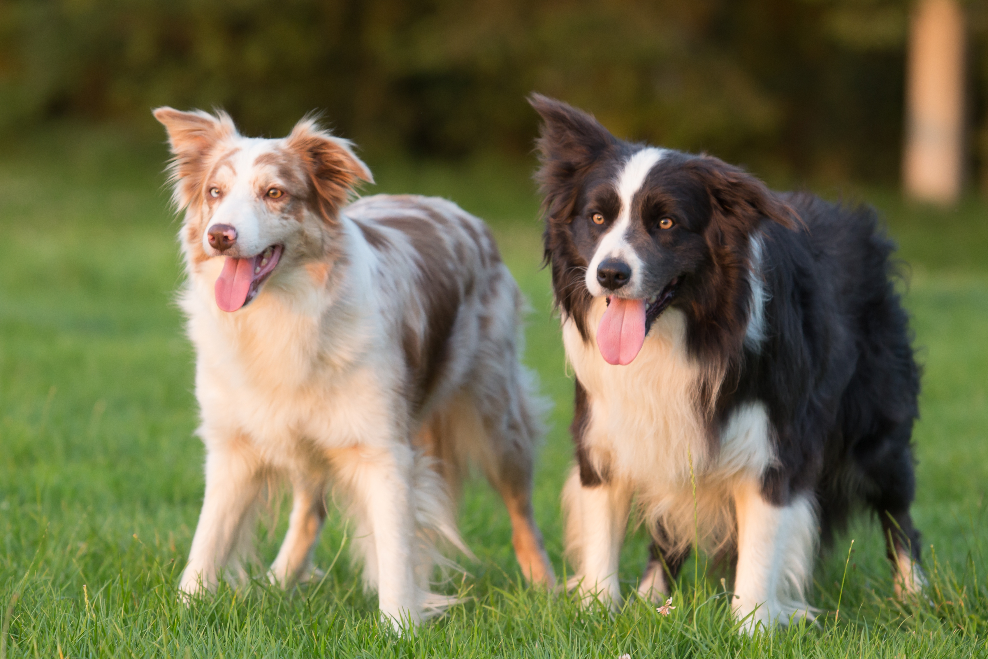 Flee & Tick Prevention for your Dogs